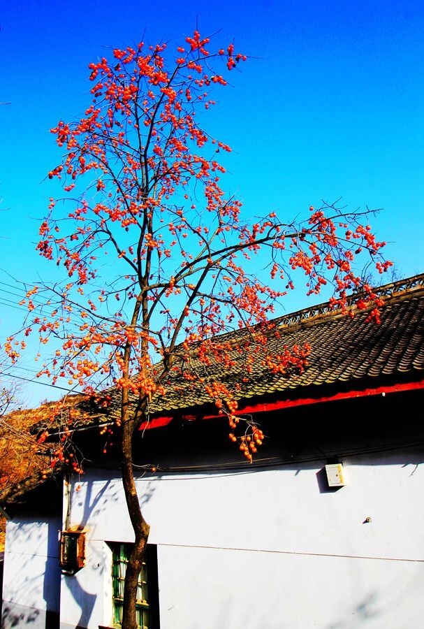 方塘风光