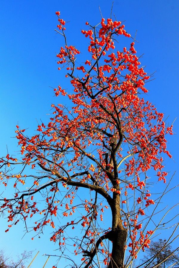方塘风光