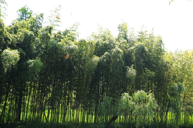 廋西湖美景欣赏