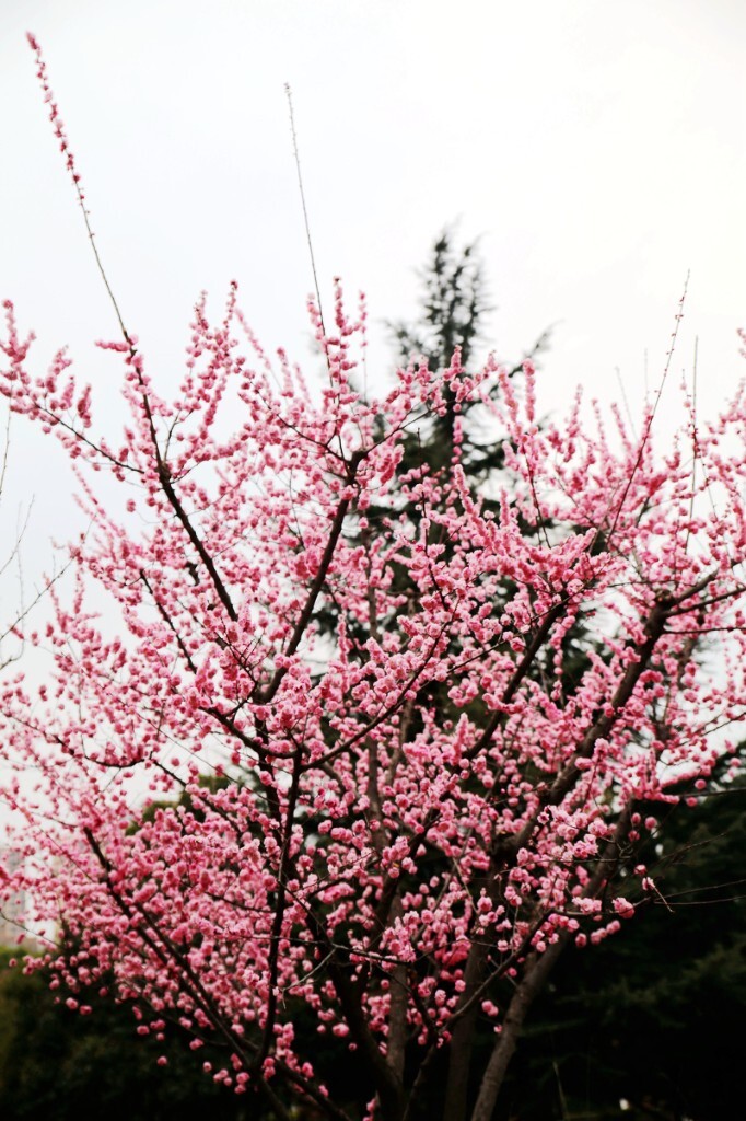 春天的童话