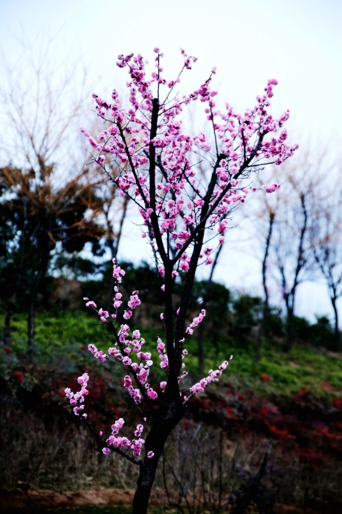 春天的童话
