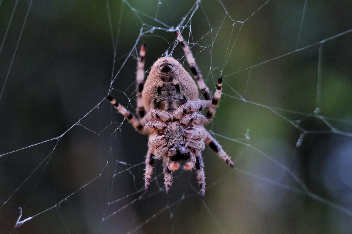 八条腿 - _告五人 - 图虫