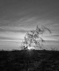 DSC_0556-1.jpg