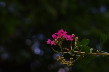 IMGP0047.jpg