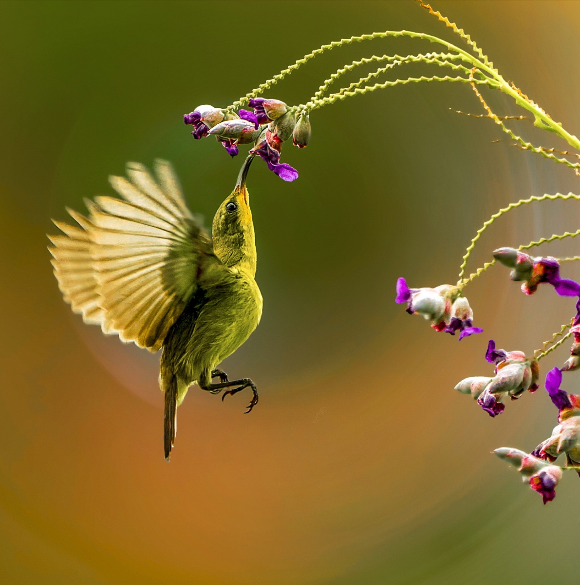 春去夏花在人近鸟不惊不怕人的小精灵黄腹花蜜鸟