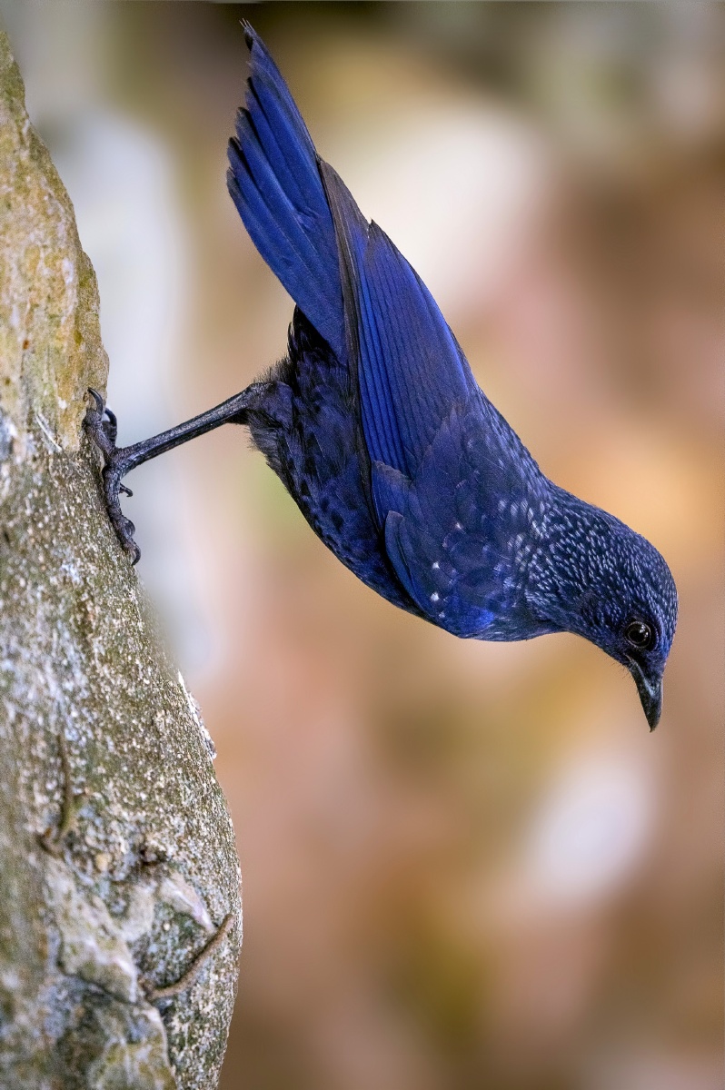 紫啸鸫紫啸鸫雌雄羽色相似.