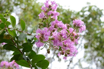 DSC_1068.JPG