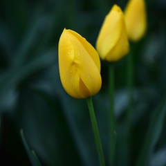 126036