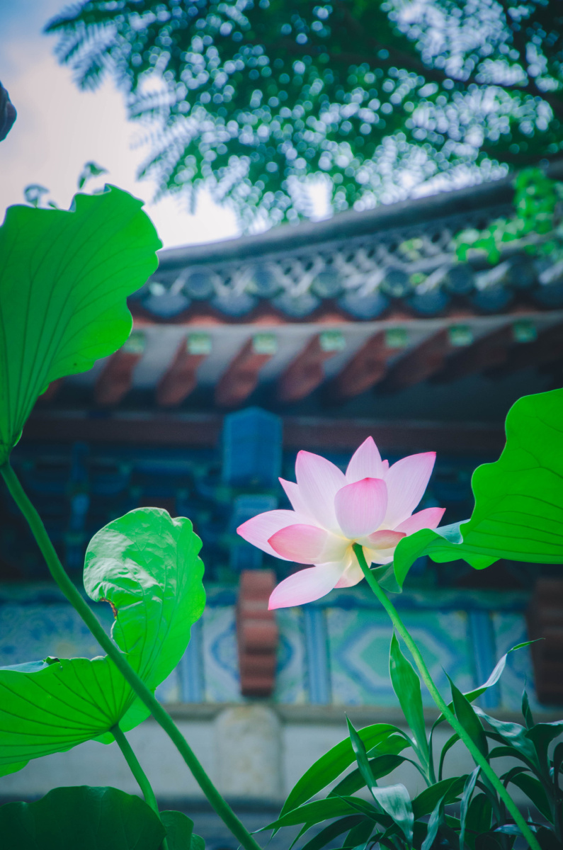 禅院门前一荷花静心修为一心诚