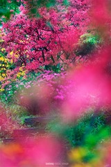 火龙作品-映山花开 (4)