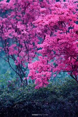 火龙作品-映山花开 (5)