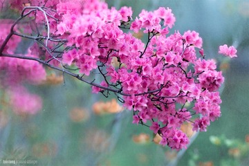 火龙作品-映山花开 (7)