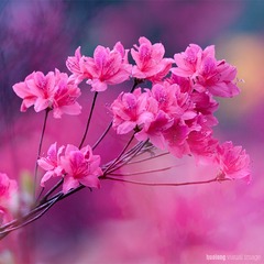 火龙作品-映山花开 (8)