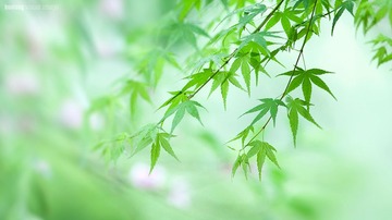 火龙作品-青柳春意浓-4