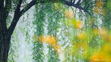 火龙作品-青柳春意浓-7