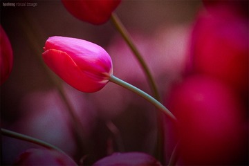 火龙作品 - 醉美 • 郁金香 (8)