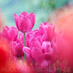 火龙作品 - 醉美 • 郁金香-封面