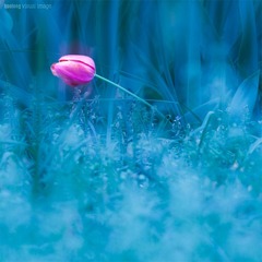 火龙作品 - 印象 • 郁金香 (7)