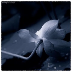火龙作品-墨色 (6)