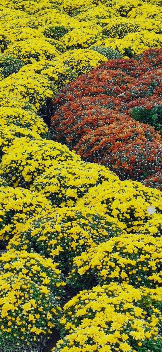 秋菊