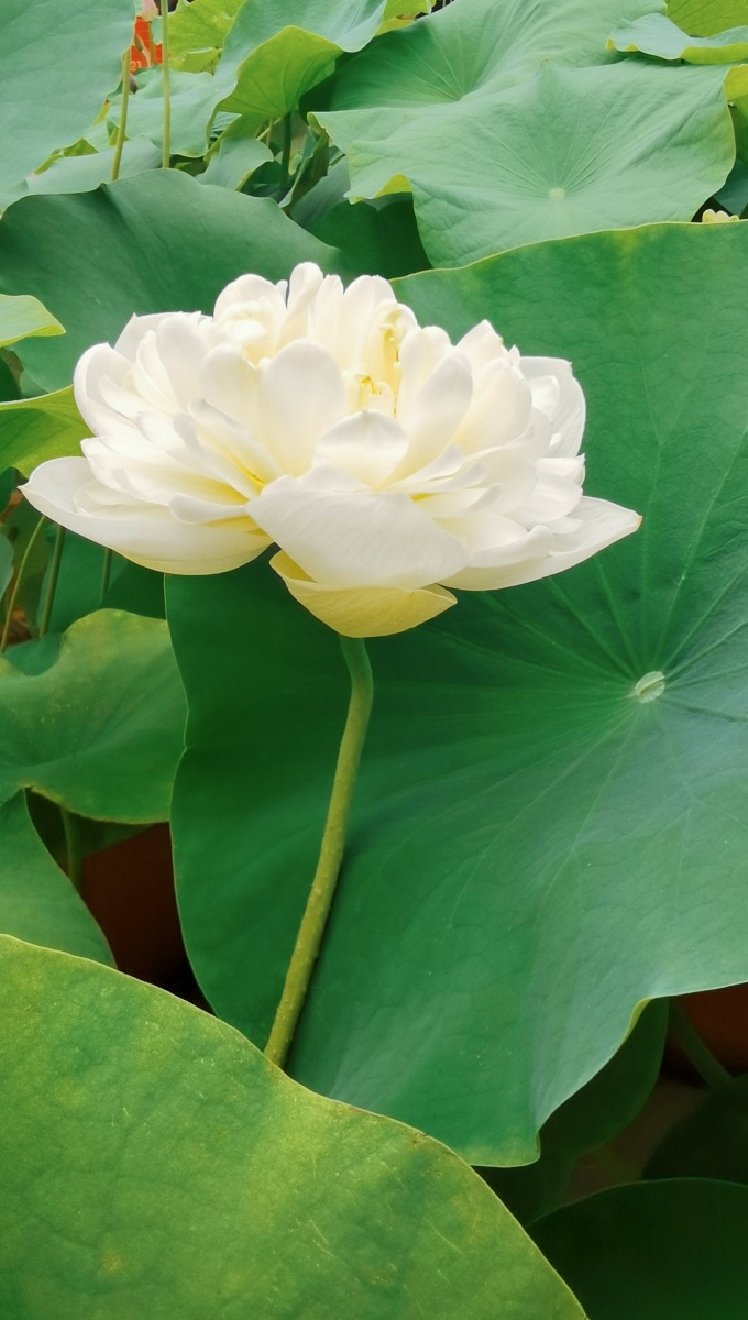 洁白如玉的荷花