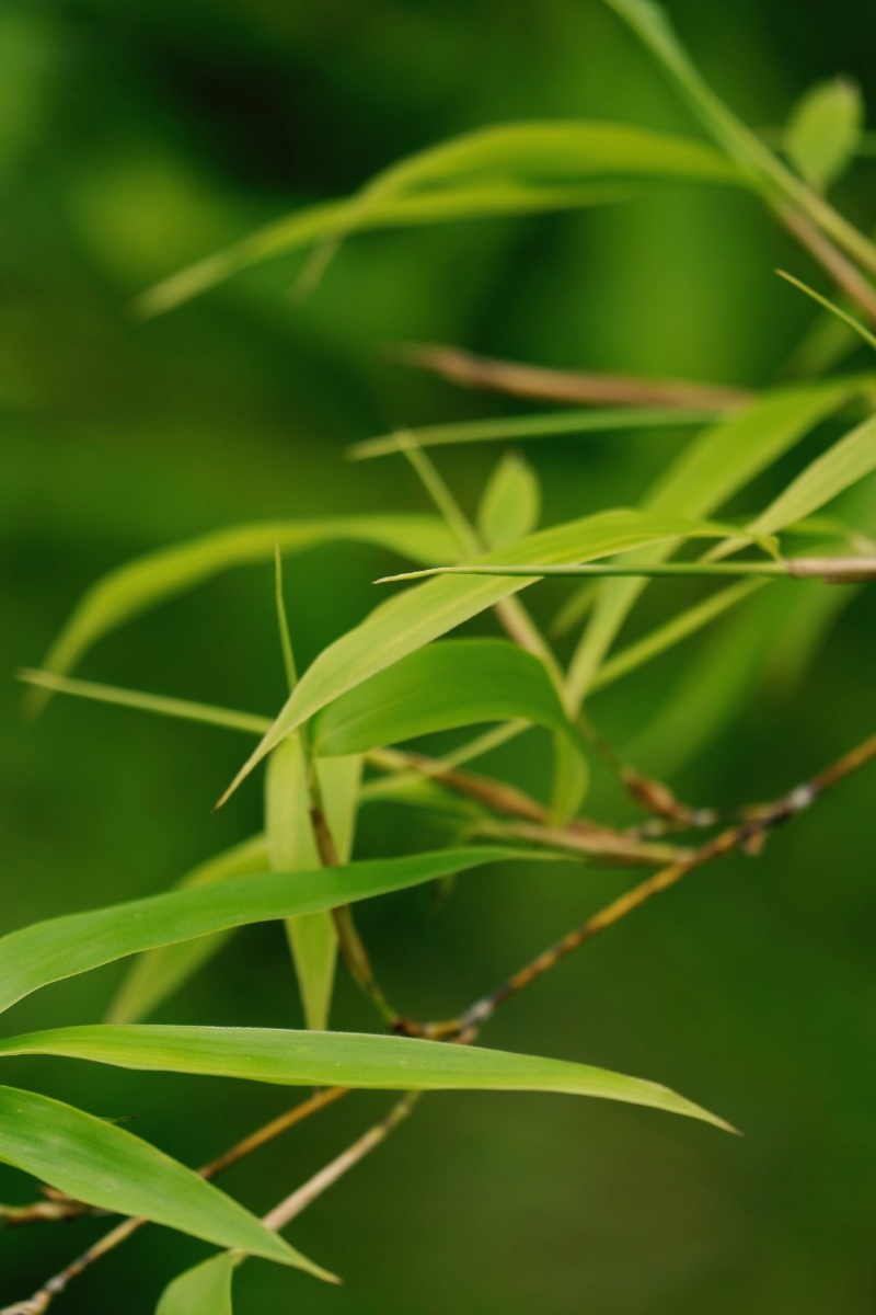 若问最爱什么色唯绿色首选绿是希望是生机勃发