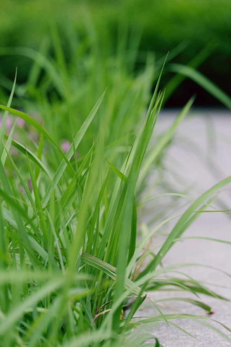 若问最爱什么色唯绿色首选绿是希望是生机勃发