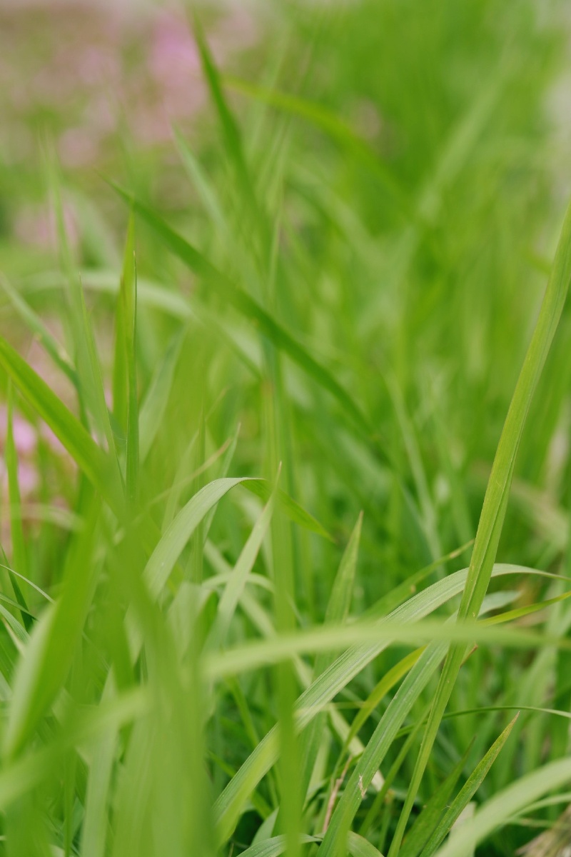 若问最爱什么色唯绿色首选绿是希望是生机勃发