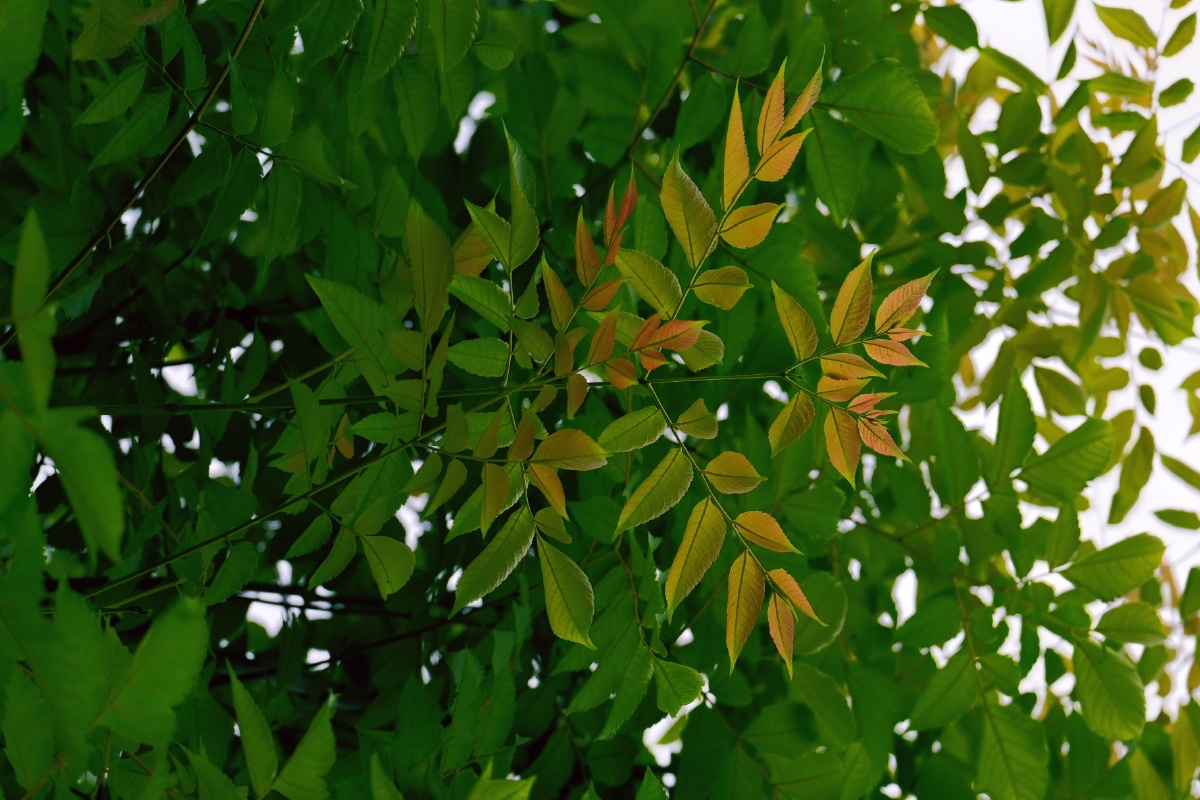 若问最爱什么色唯绿色首选绿是希望是生机勃发