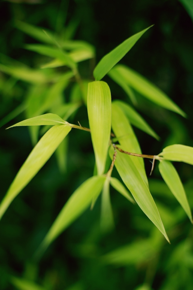 若问最爱什么色唯绿色首选绿是希望是生机勃发
