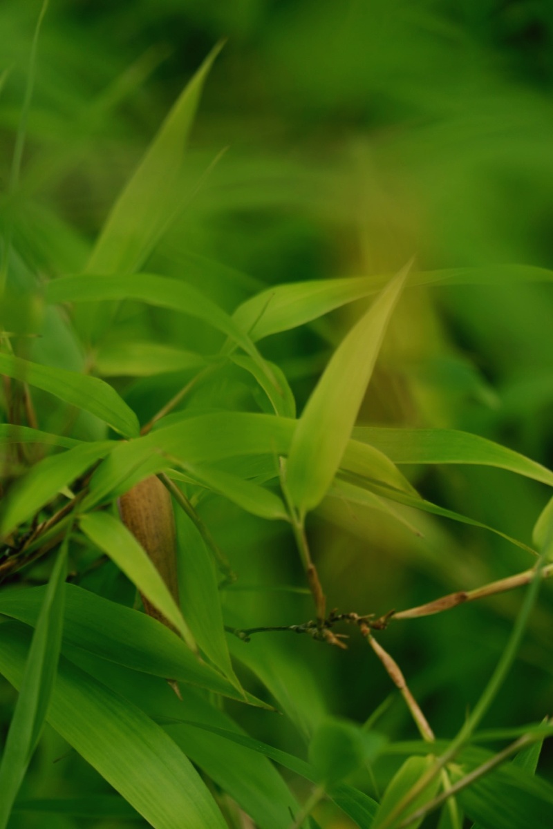 若问最爱什么色唯绿色首选绿是希望是生机勃发