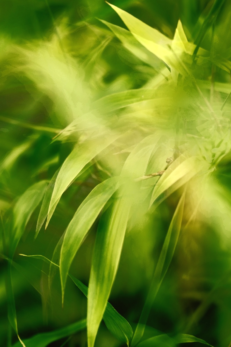 若问最爱什么色唯绿色首选绿是希望是生机勃发