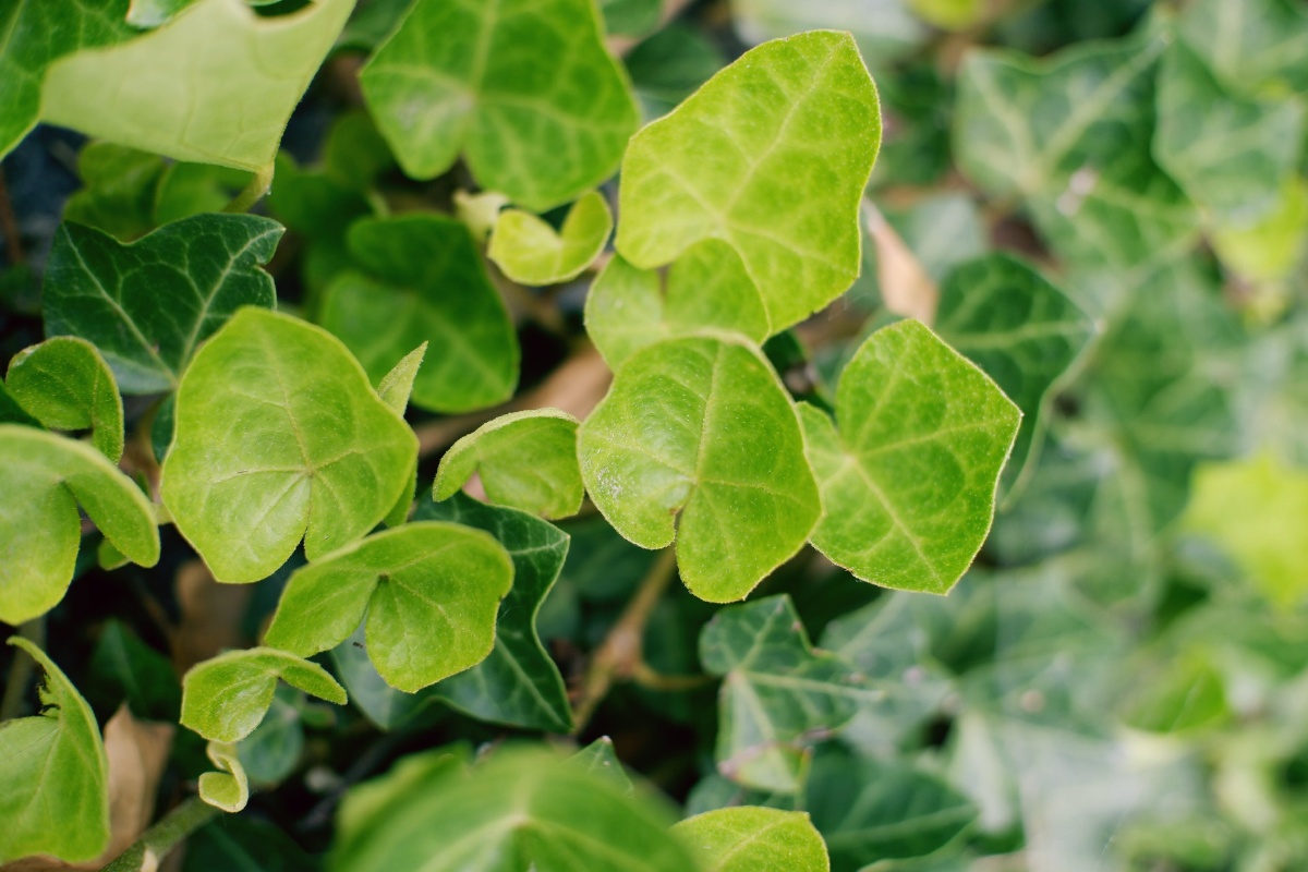 若问最爱什么色唯绿色首选绿是希望是生机勃发