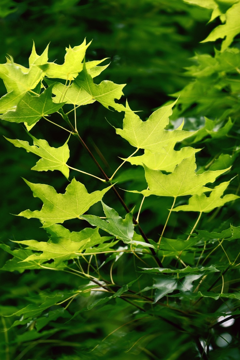 若问最爱什么色唯绿色首选绿是希望是生机勃发