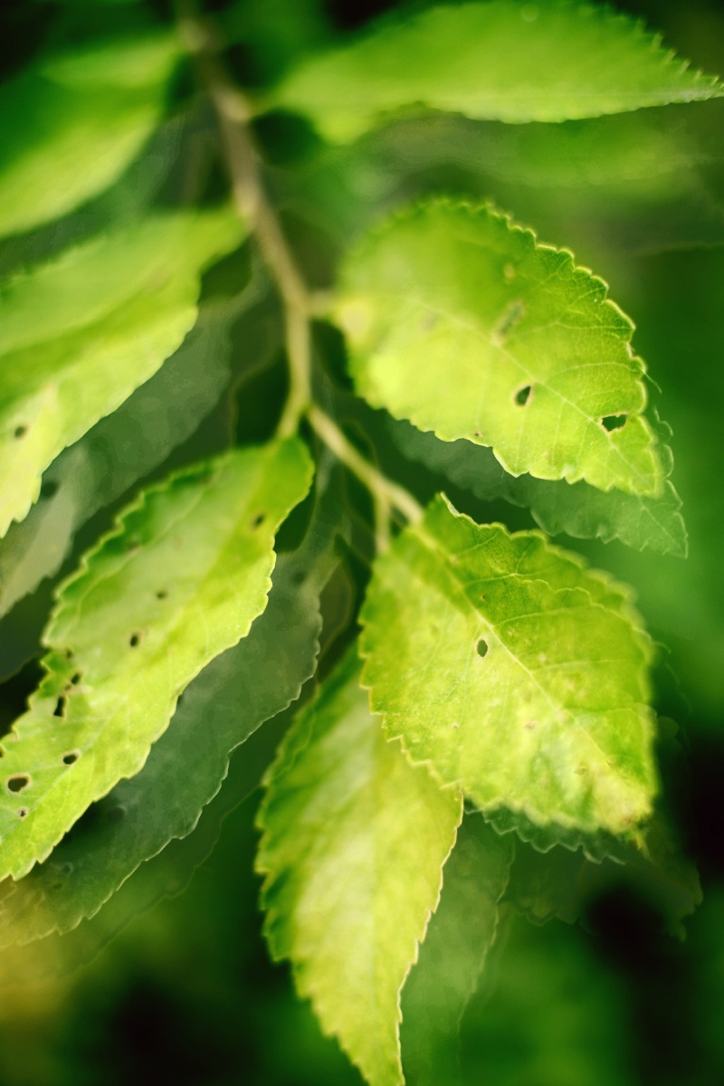 若问最爱什么色唯绿色首选绿是希望是生机勃发