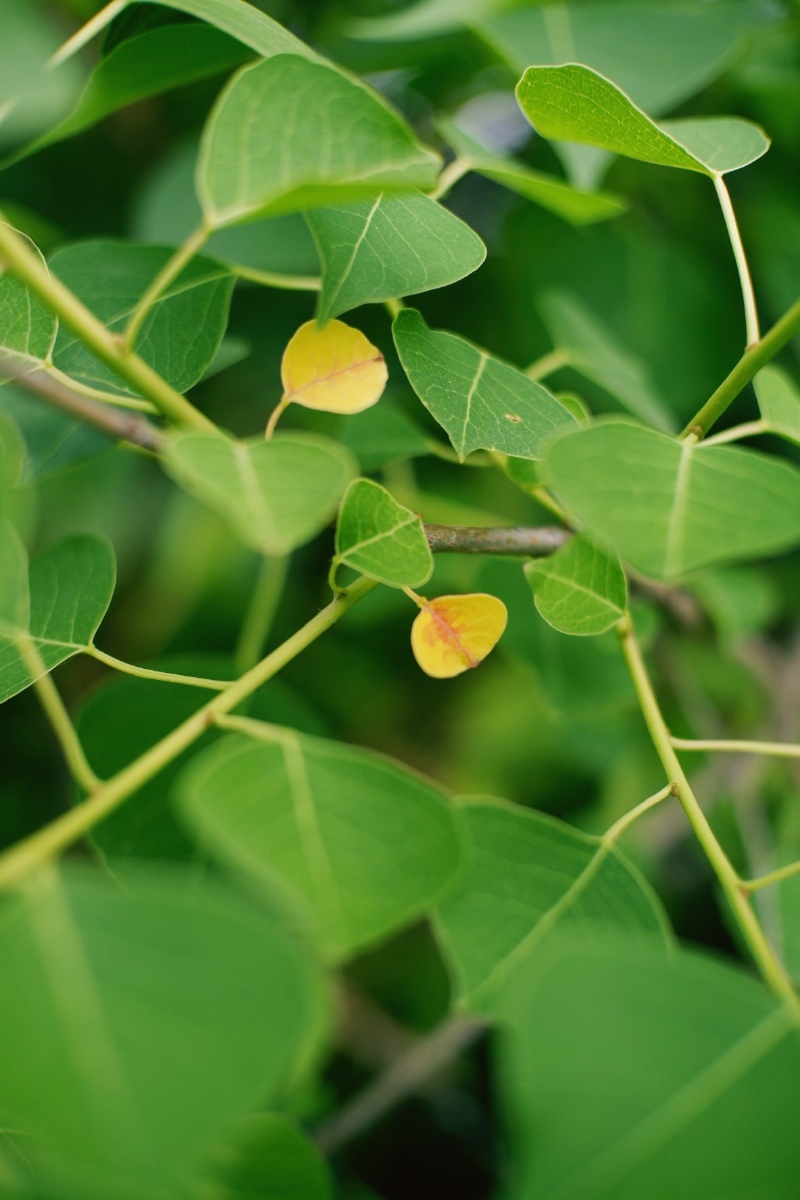 若问最爱什么色唯绿色首选绿是希望是生机勃发