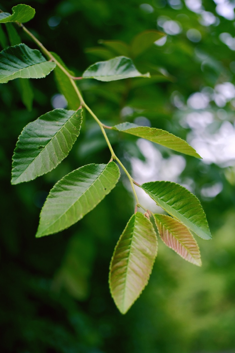 若问最爱什么色唯绿色首选绿是希望是生机勃发