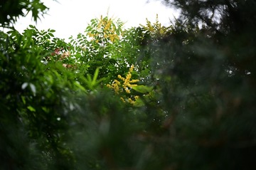 14065