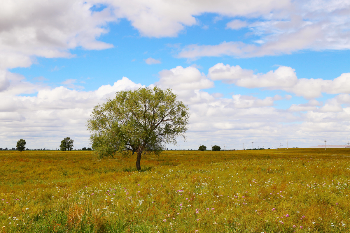 内蒙古珠日河草原5955