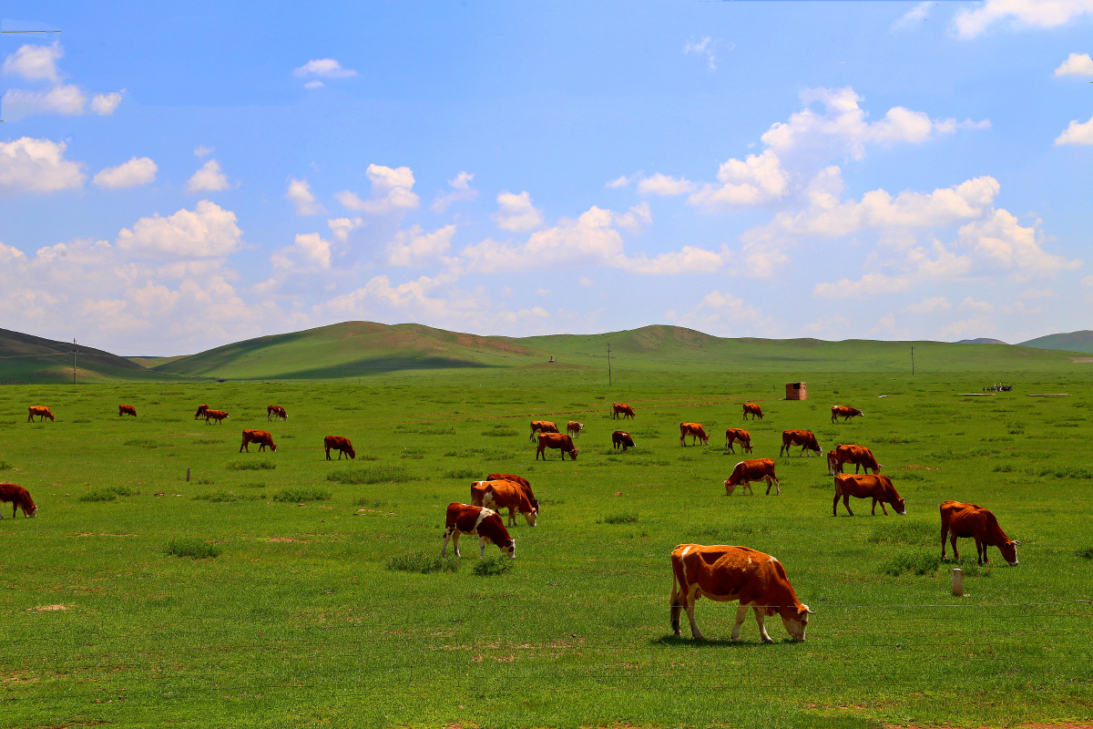 内蒙古草原上拍摄的牛在悠闲的吃草晨晨1949关注