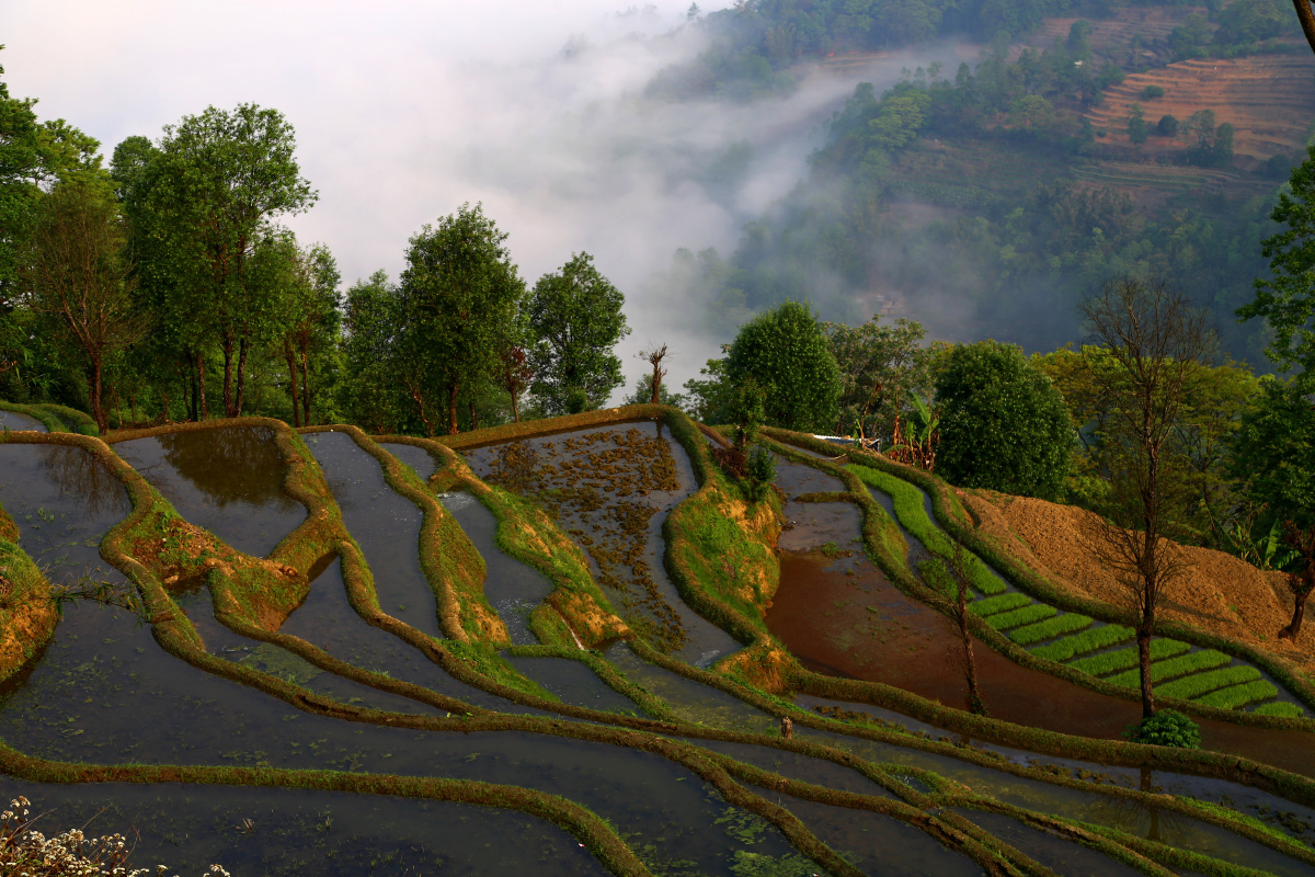 初春拍摄于云南红河哈尼梯田