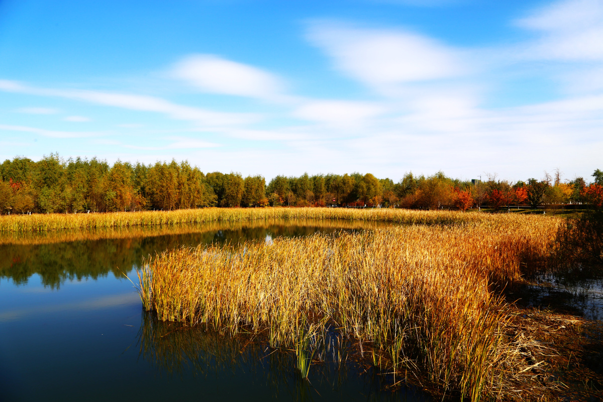 长春北湖国家湿地公园秋天的景色,色彩斑斓风景如画,宛如