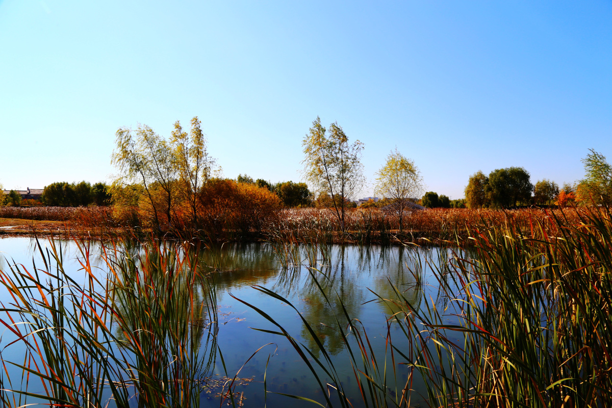 长春北湖国家湿地公园秋天的景色,色彩斑斓风景如画,宛如