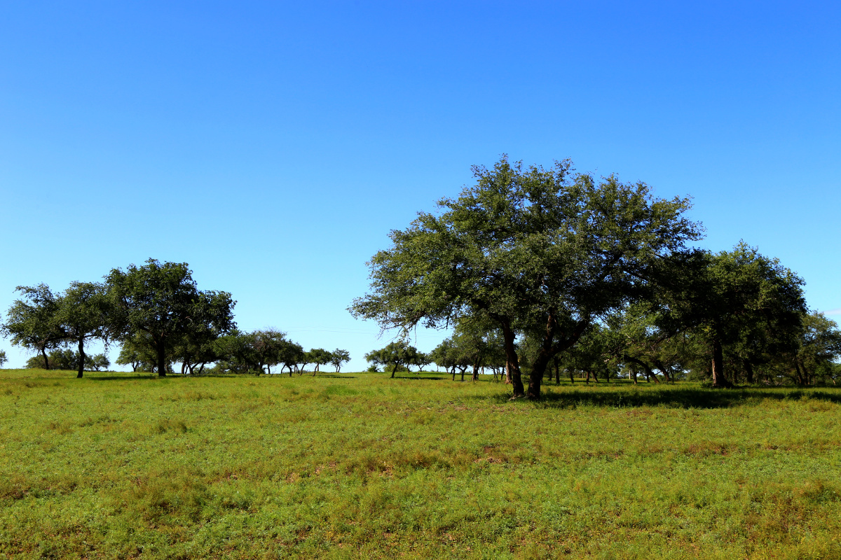 内蒙古草原上的树5347