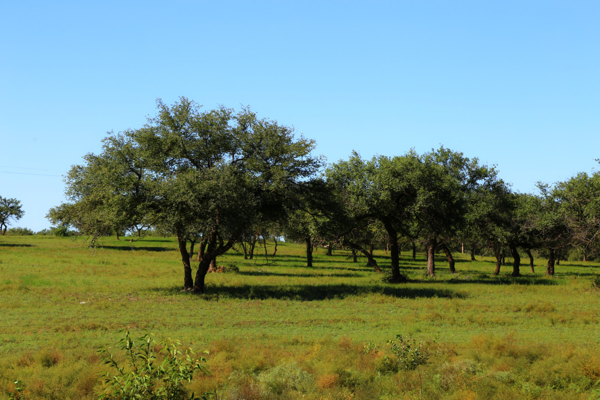 内蒙古草原上的树5344