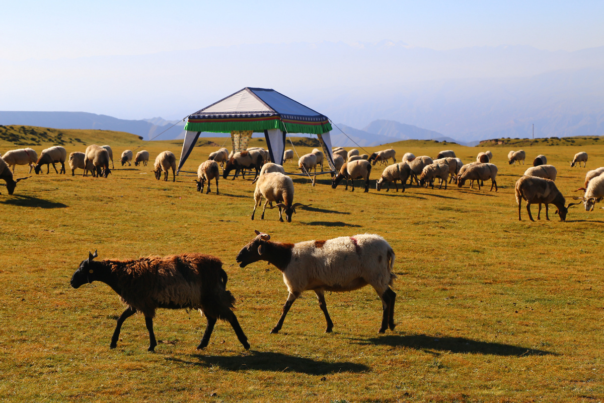 青海省海南藏族自治州草原上的羊群3389