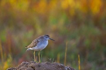 _MG_3515-1.jpg