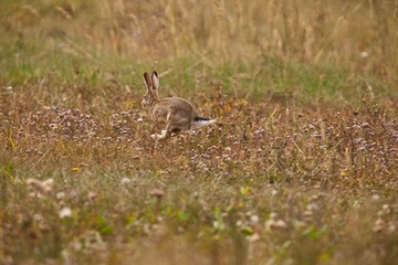 IMG_2460-1.jpg