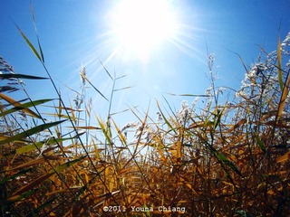 IMG_2462.jpg