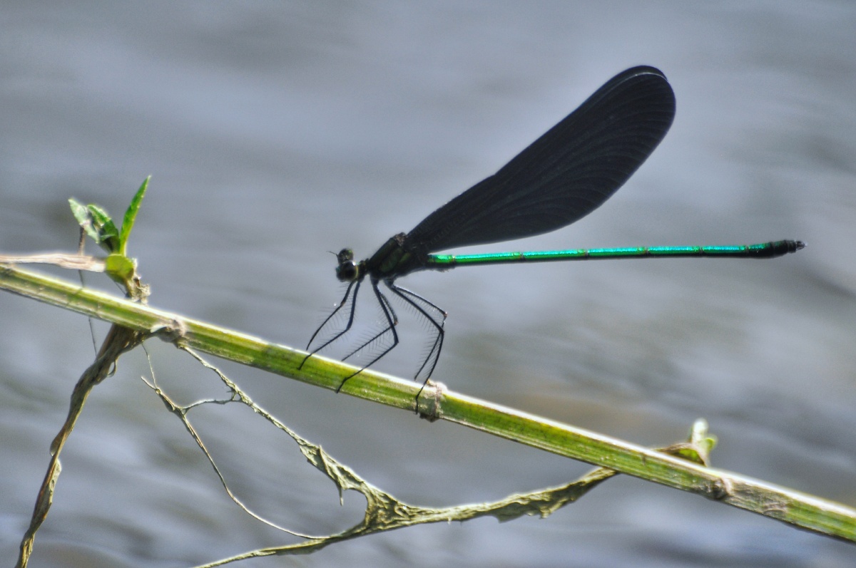 带金属色光泽的豆娘透顶单脉色蟌